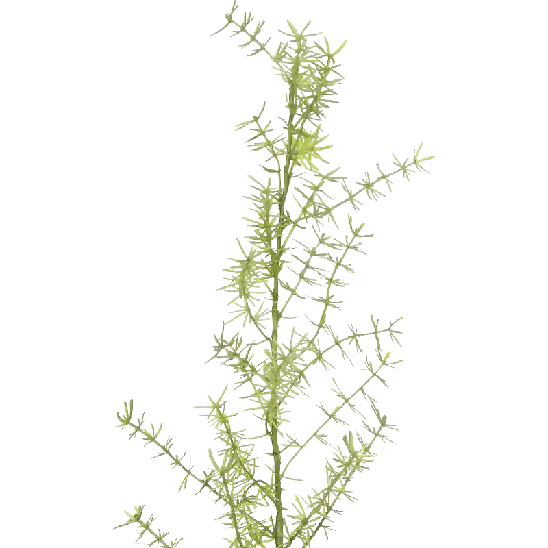 Closeup af Kunstig asparagus L: 65 cm.