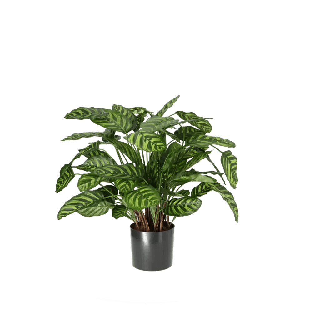 Kunstig Calathea H: 65 cm.