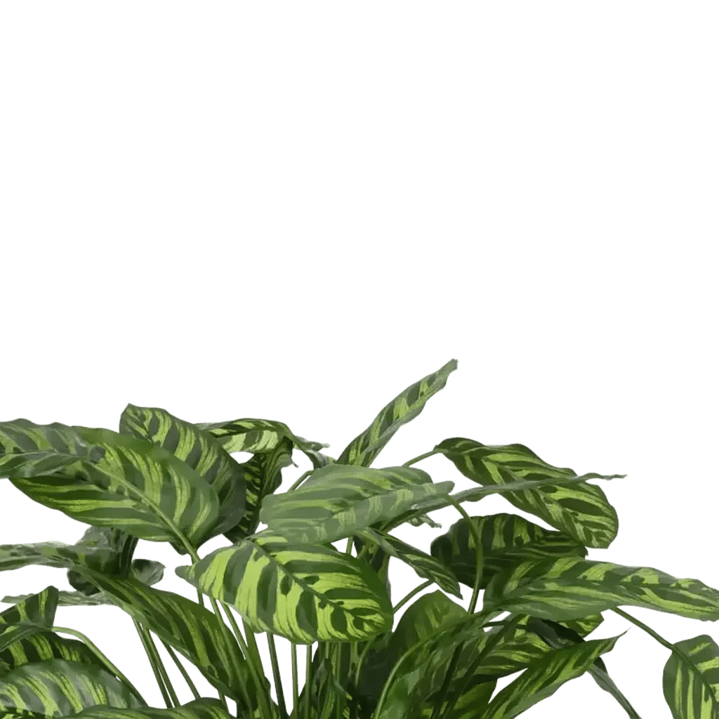 Closeup af Kunstig Calathea H: 65 cm.