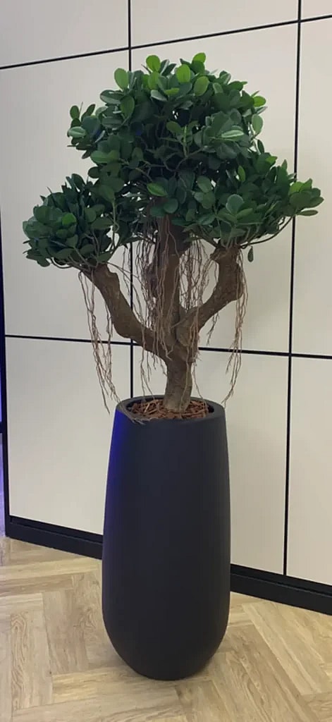 Kunstig Ficus Panda - H: 110 cm.