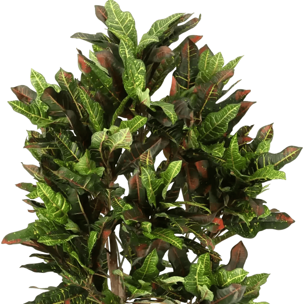 Closeup af Kunstig Croton H: 140 cm.