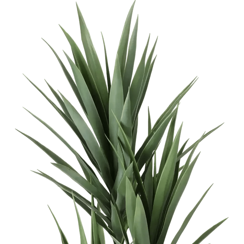 Closeup af Kunstig Yucca palme H: 140 cm.
