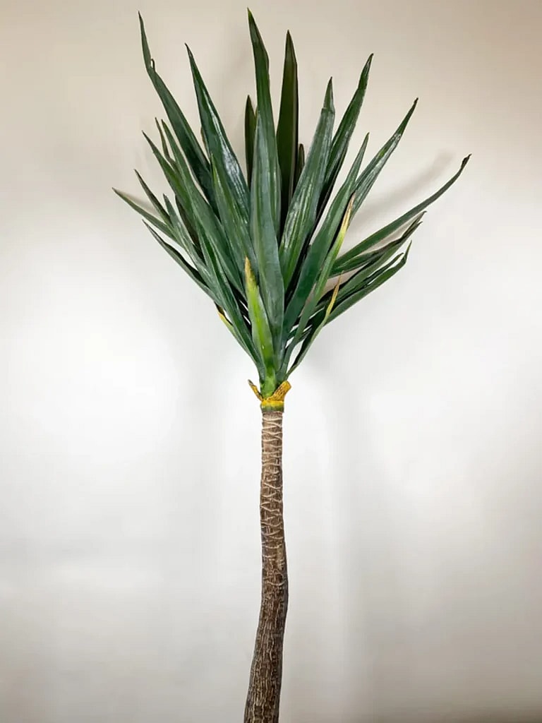 Kunstig Yucca H: 210 cm.