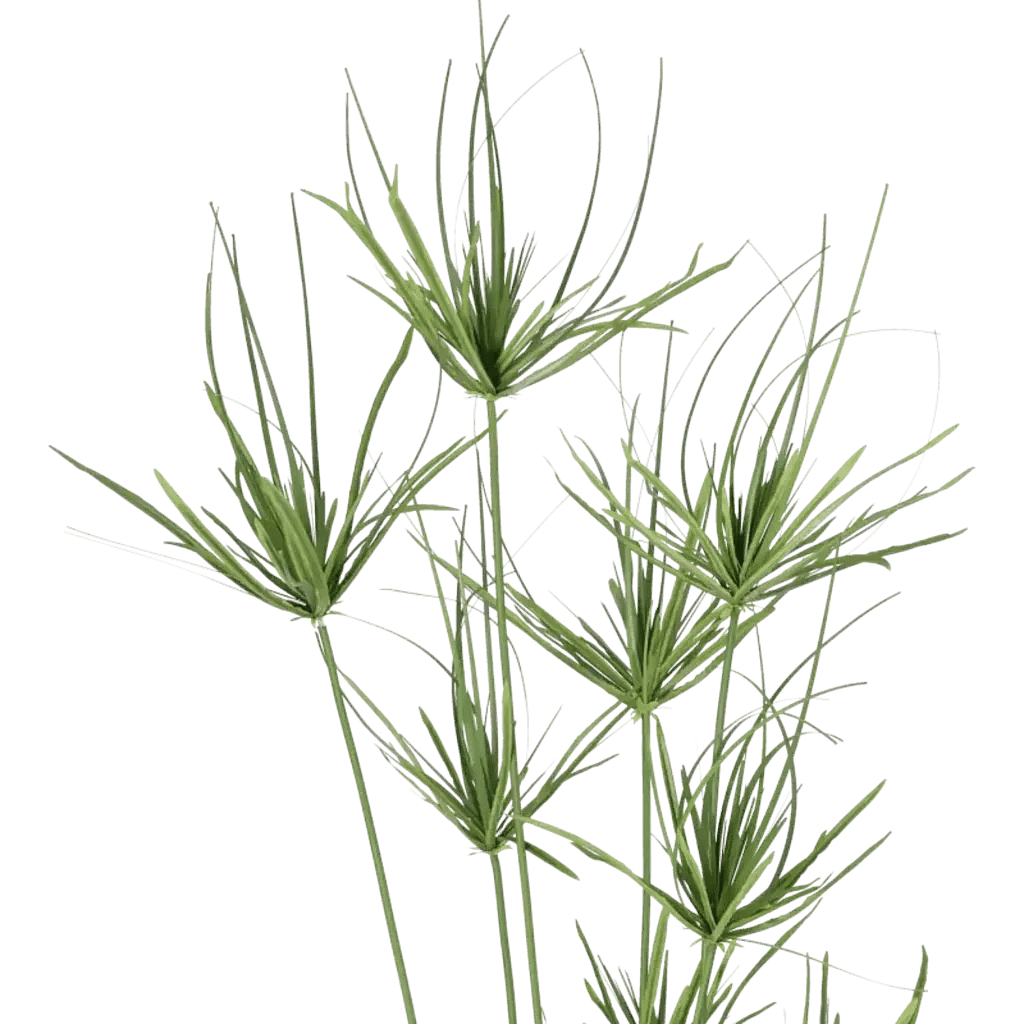 Closeup af Kunstig Papyrus plante H: 140 cm.