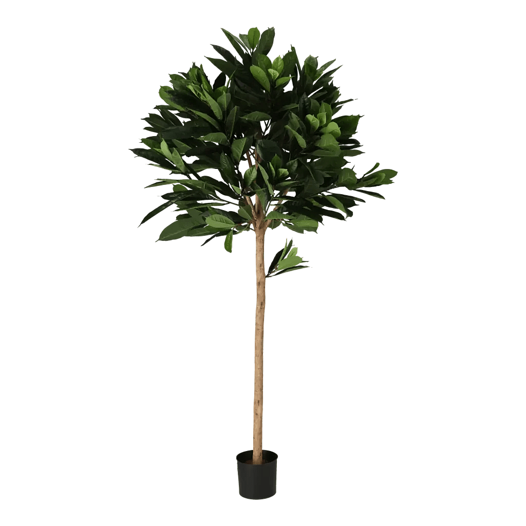 Kunstig Ficus Cyathistipula H: 170 cm.