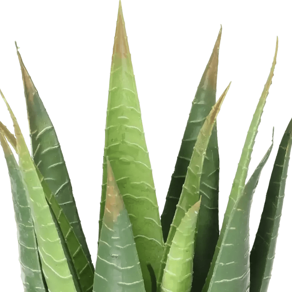 Closeup af Kunstig aloe vera busk.