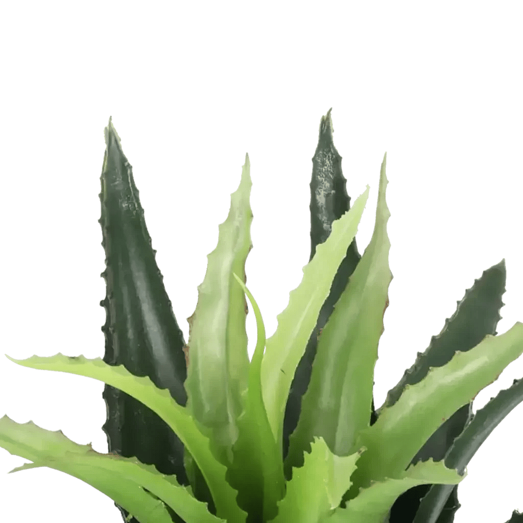Closeup af Kunstig Agave H: 25 cm.