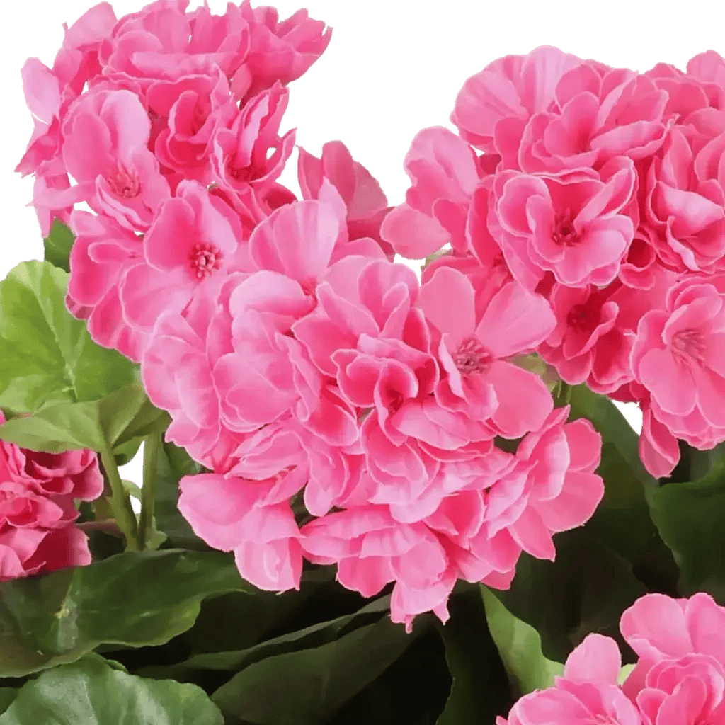 Closeup af Kunstig pelargonie pink H: 35 cm.