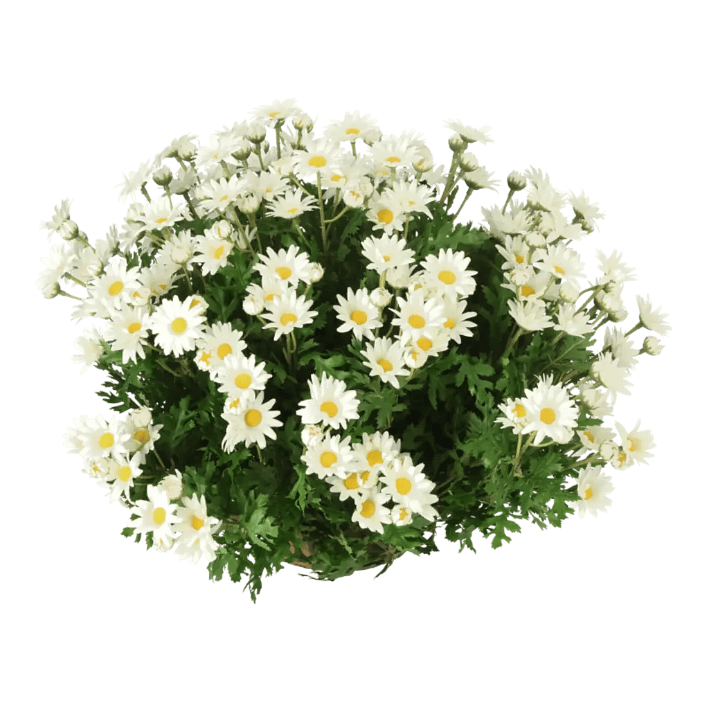 Kunstig Marguerit halvkugle Ø: 60 cm.