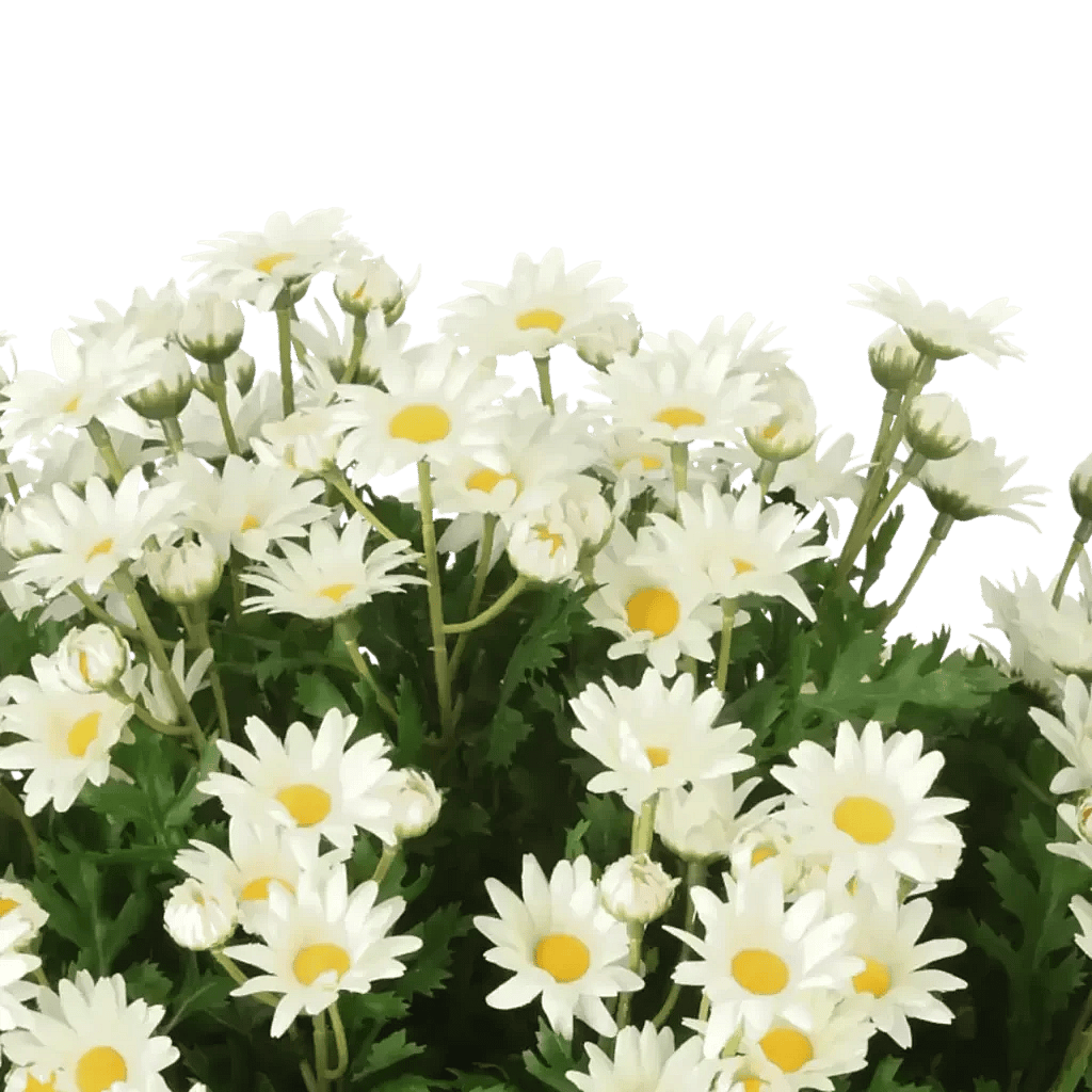 Closeup af Kunstig Marguerit halvkugle Ø: 60 cm.