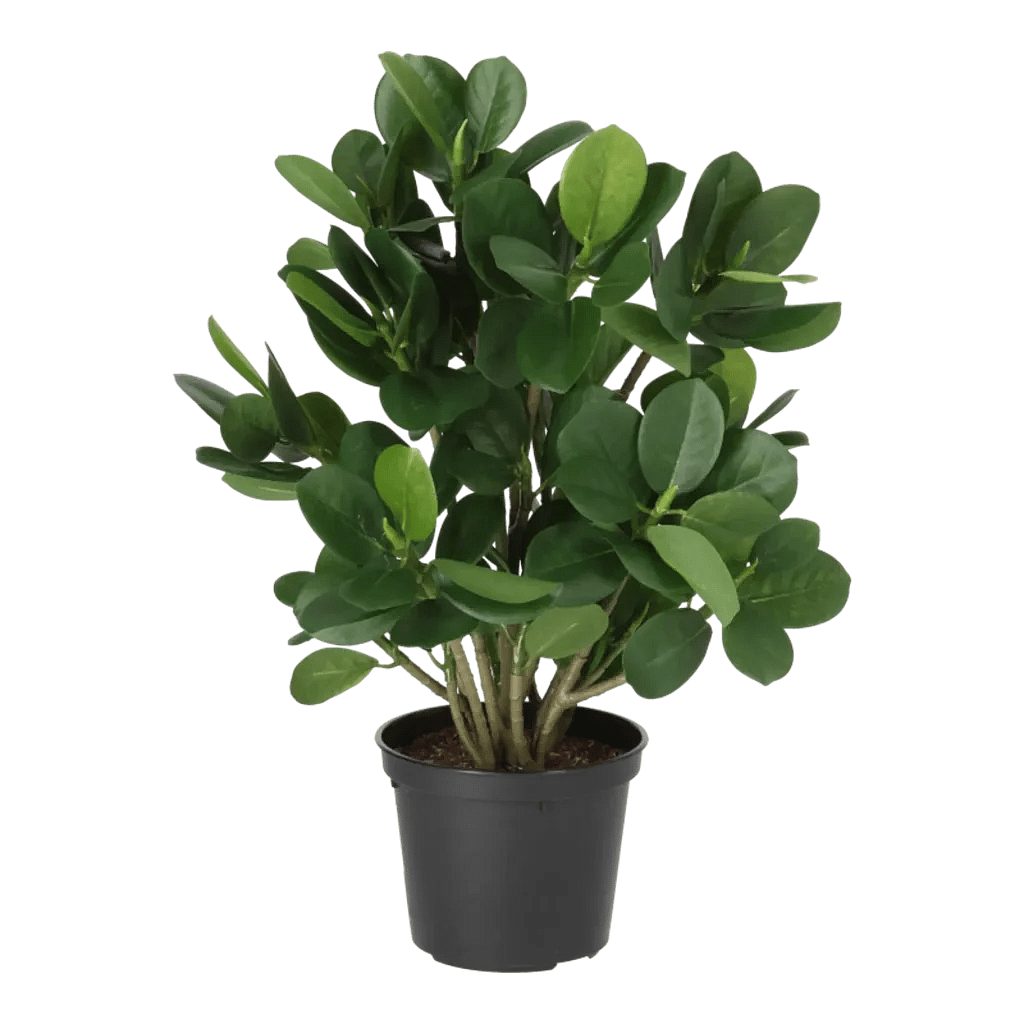 Kunstig Ficus Panda H: 30 cm.