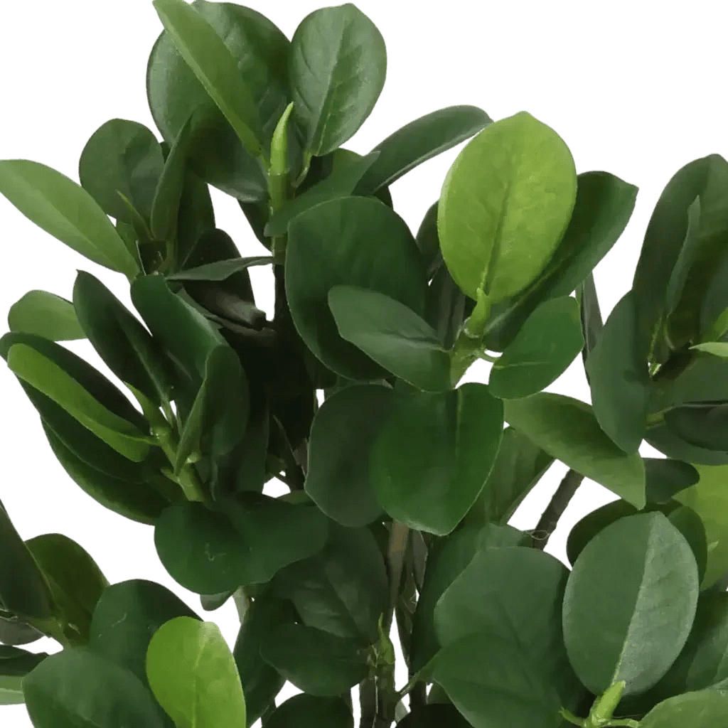 Closeup af Kunstig Ficus Panda H: 30 cm.