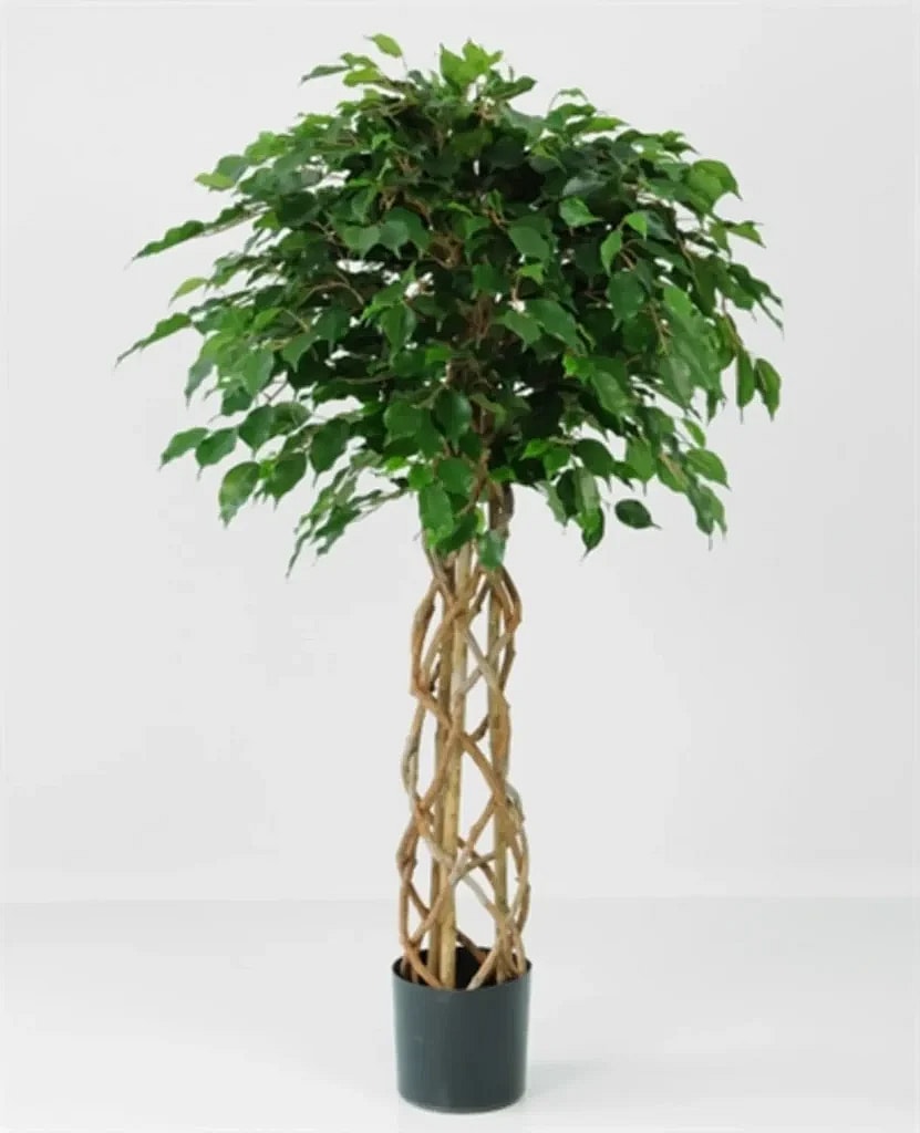 Kunstig Ficus Exotic m. fletstamme H: 140 cm.