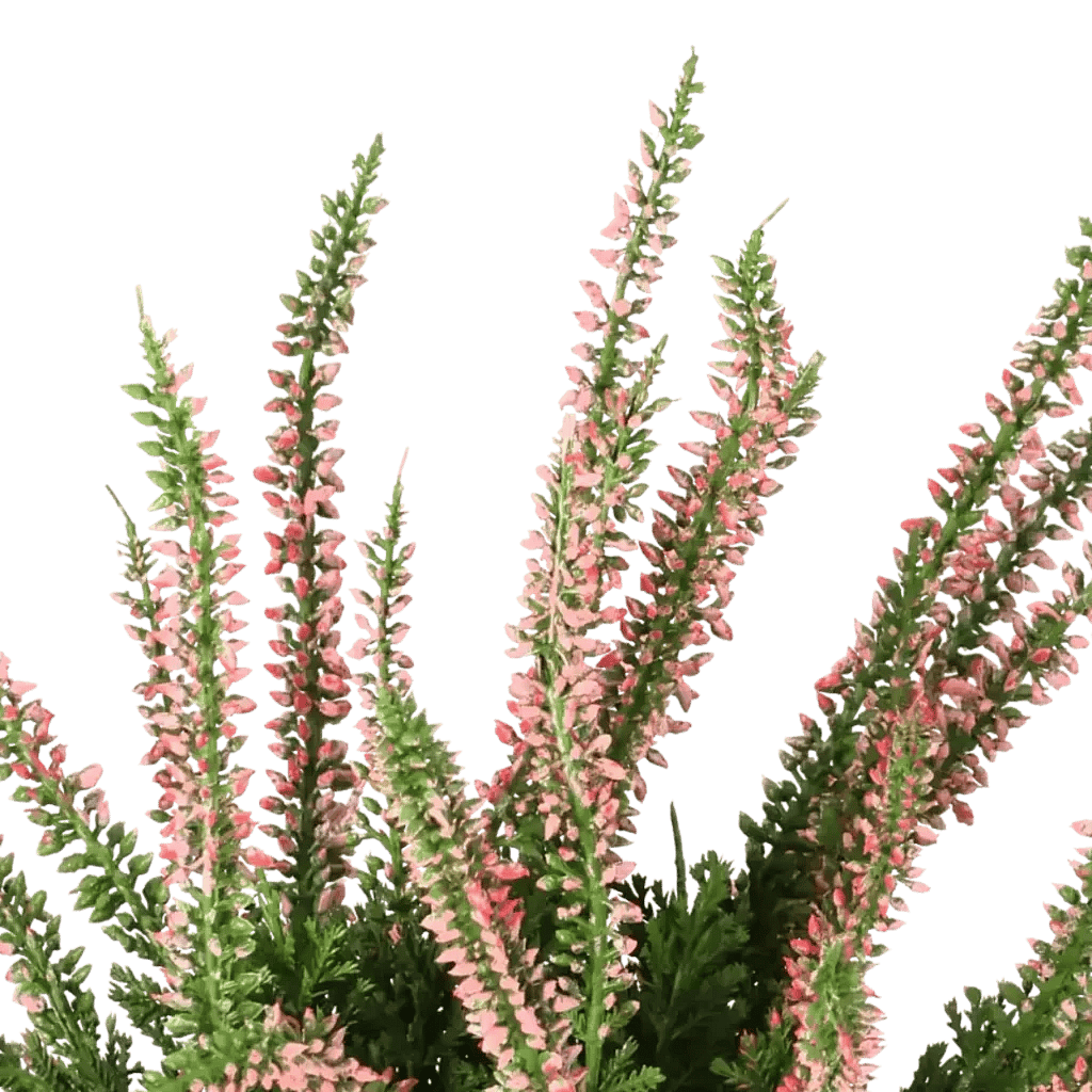 Closeup af Kunstig lyng plante lyslilla H: 25 cm.