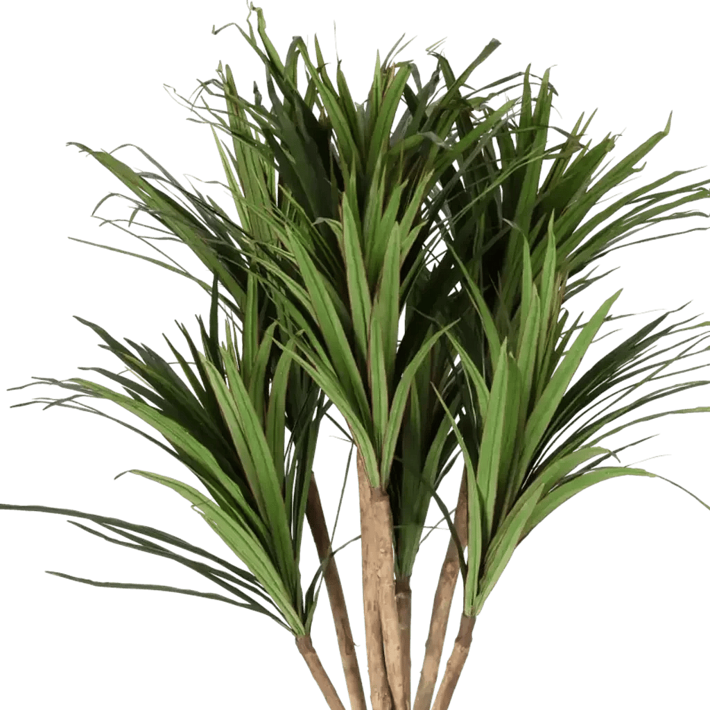 Closeup af Kunstig Dracena H: 160 cm.
