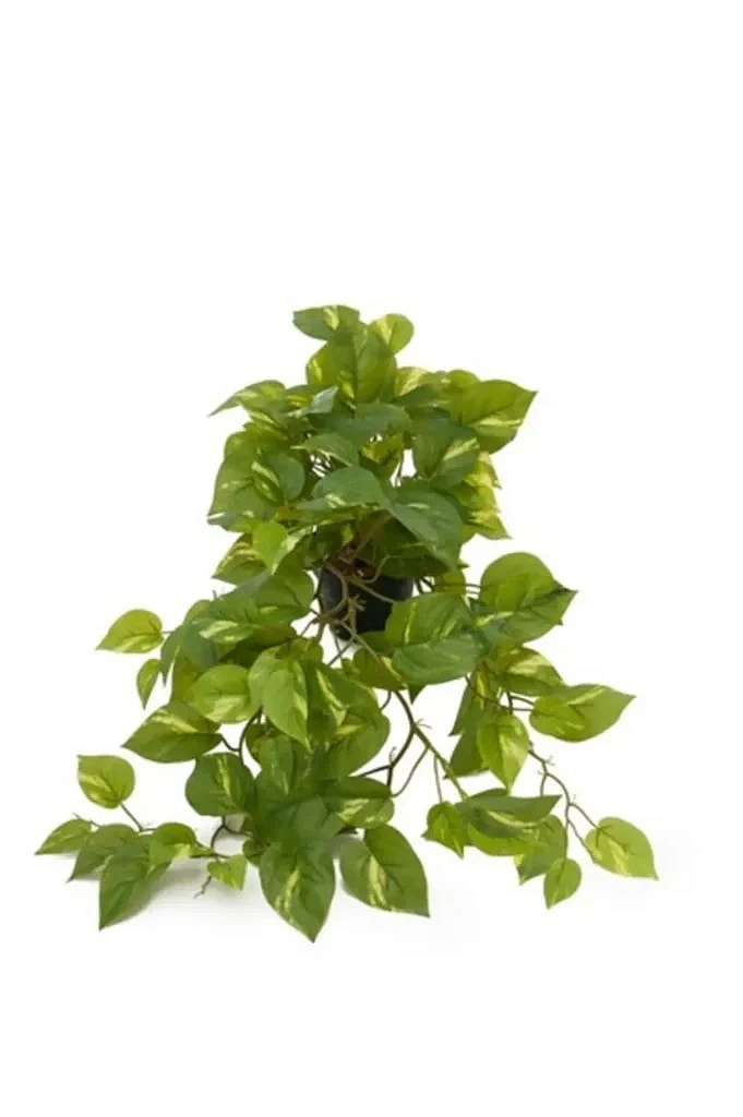 Kunstig Guldranke L: 55 cm.