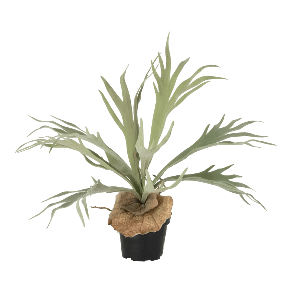 Kunstig Elsdyrbregne H: 30 cm.