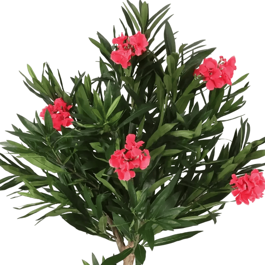 Closeup af Kunstig Oleander Nerie H: 150 cm.