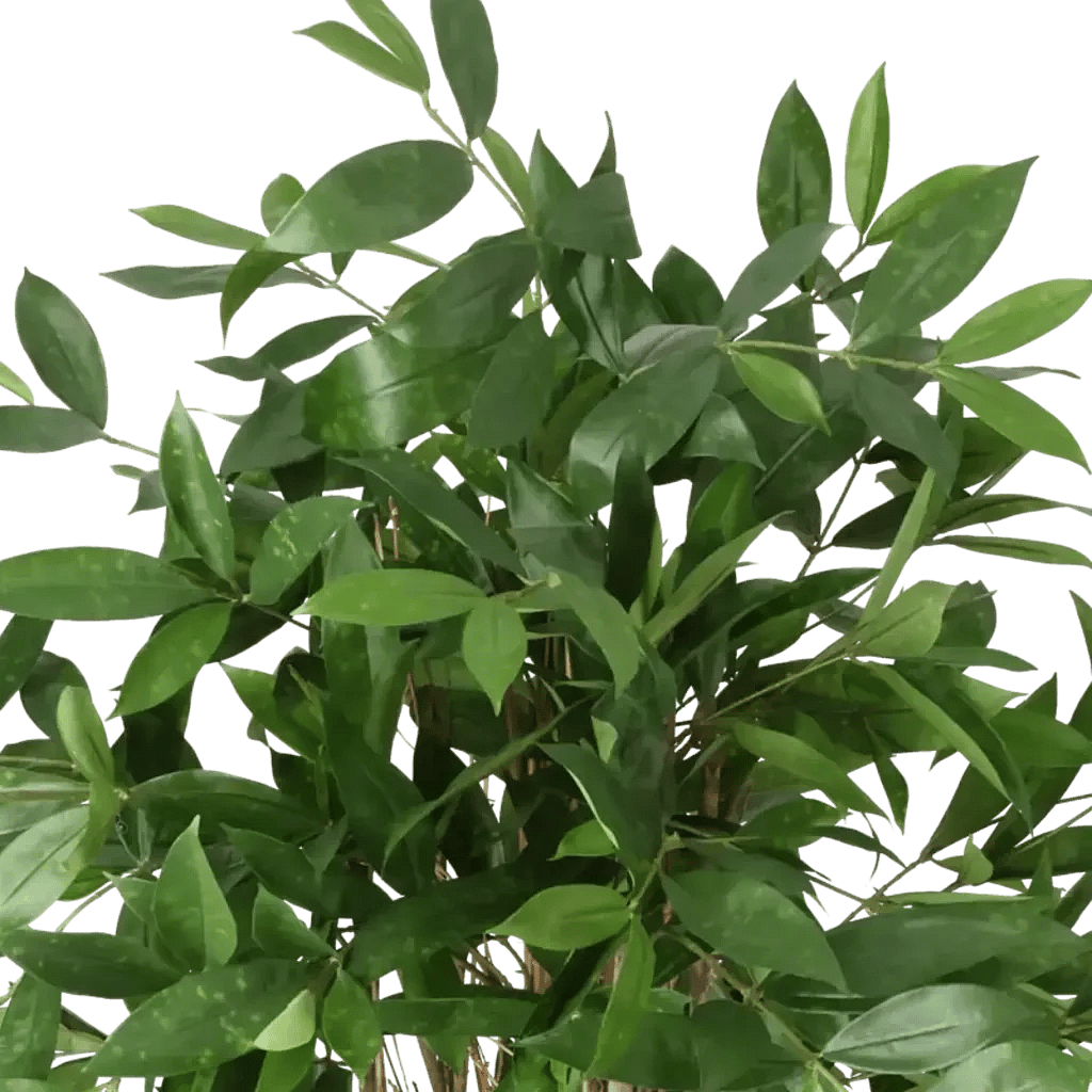 Closeup af Kunstig Dracaena Surculosa H: 120 cm.