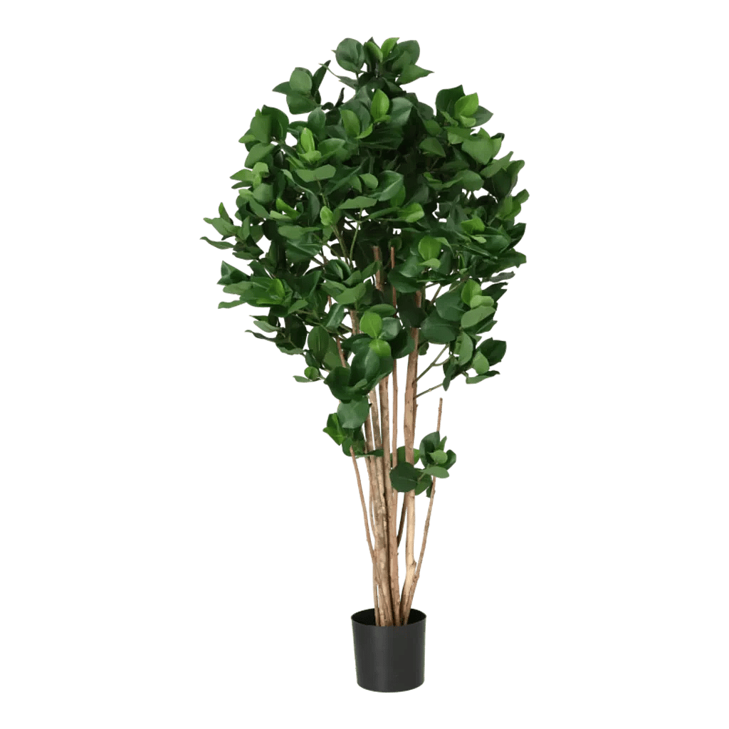 Kunstig Clusia H: 140 cm.