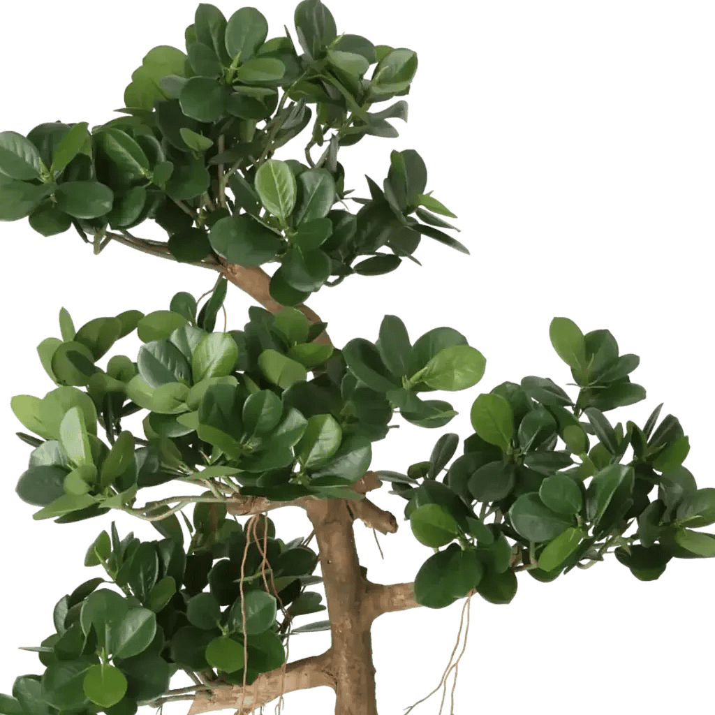 Closeup af Kunstig Ficus Panda H: 140 cm.