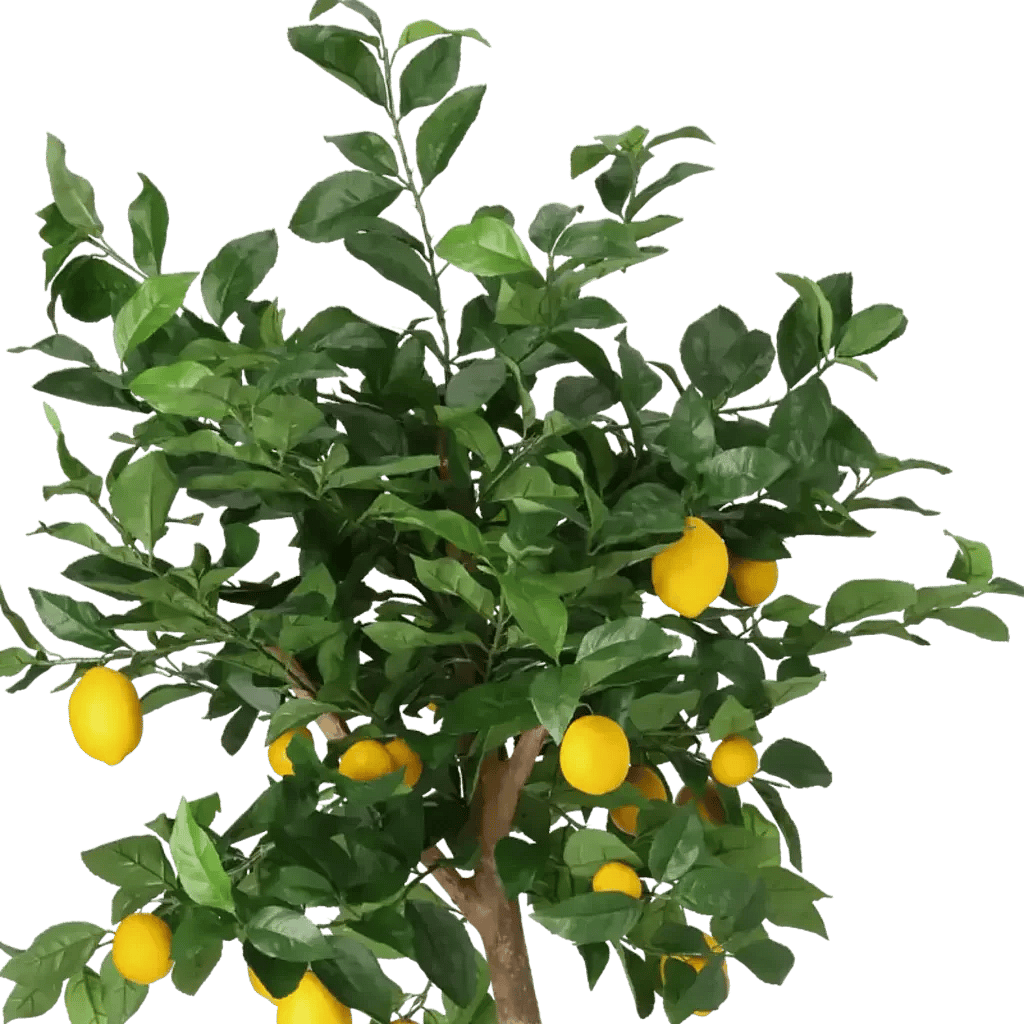 Closeup af Kunstig Citrontræ H: 140 cm.