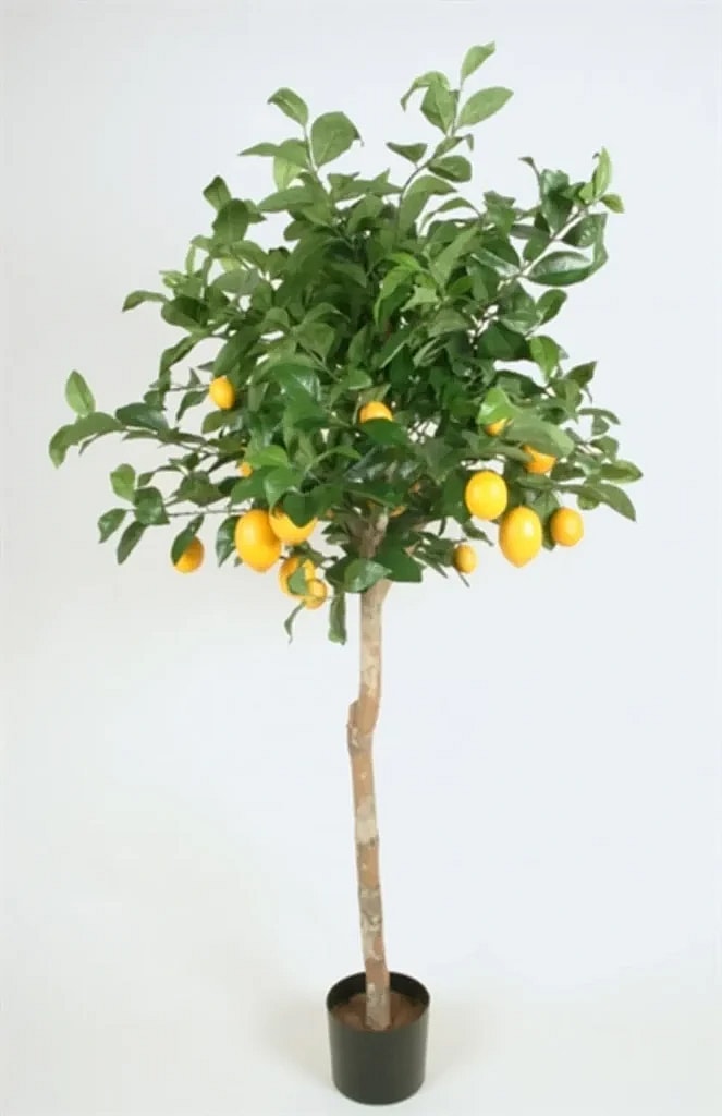 Kunstig Citrontræ H: 170 cm.