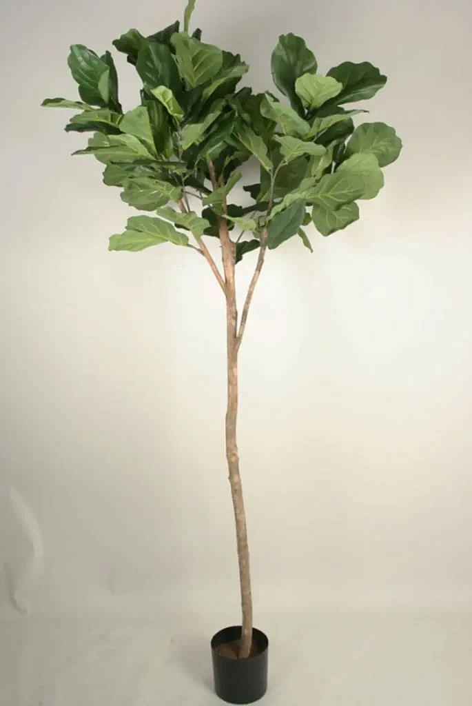 Kunstig Violinfigen opstammet H: 180 cm.