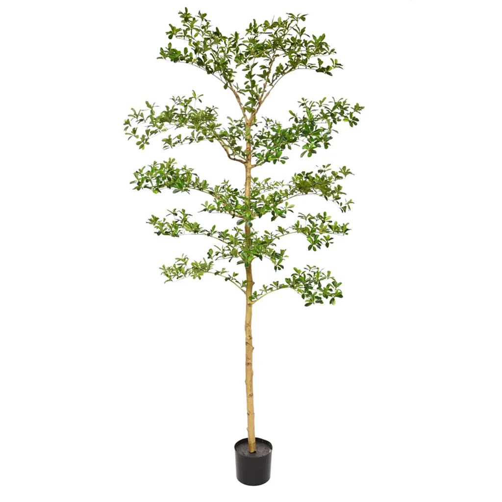 Kunstig Bucida Buceras træ - H: 210 cm.
