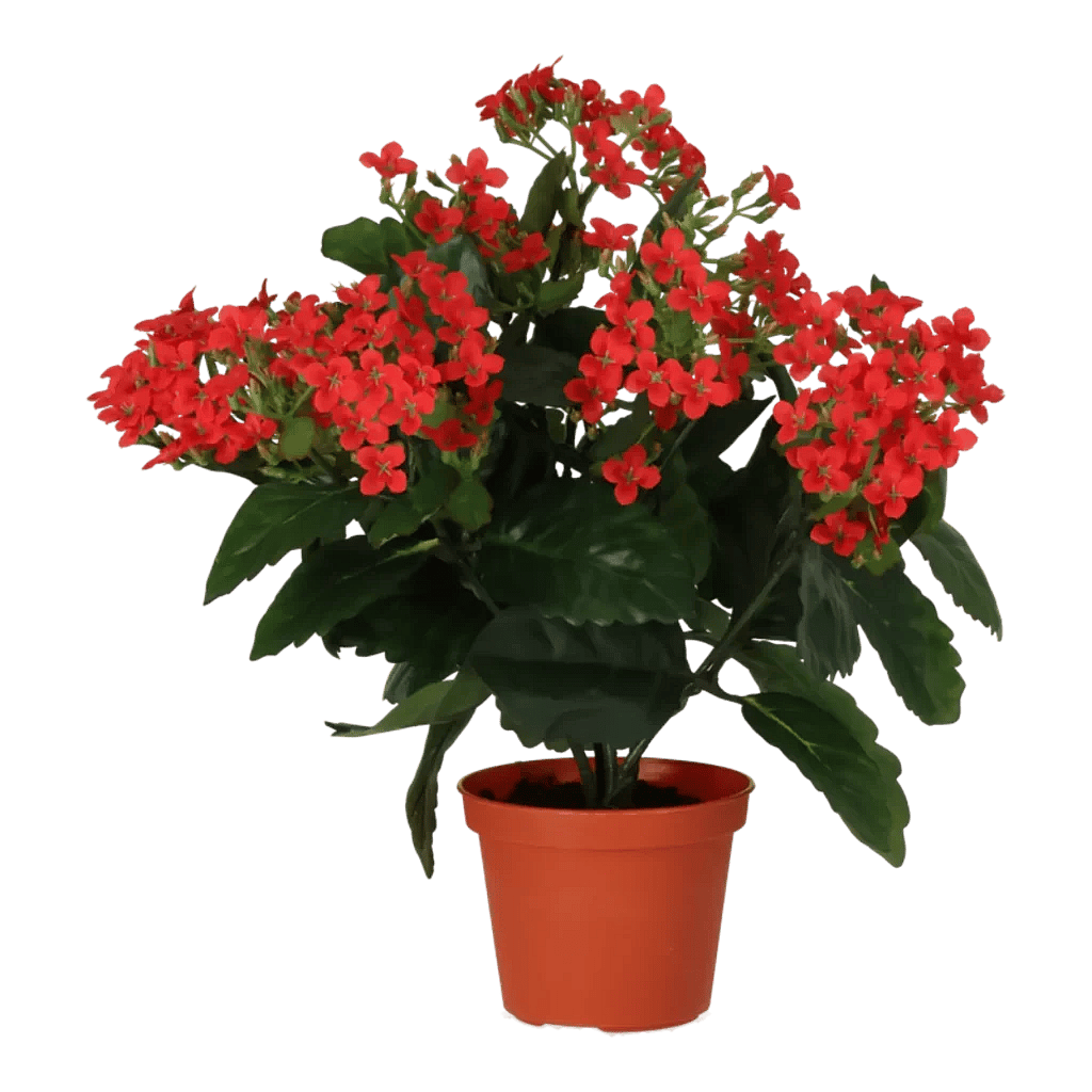 Kunstig kalanchoe rød - H: 30 cm.