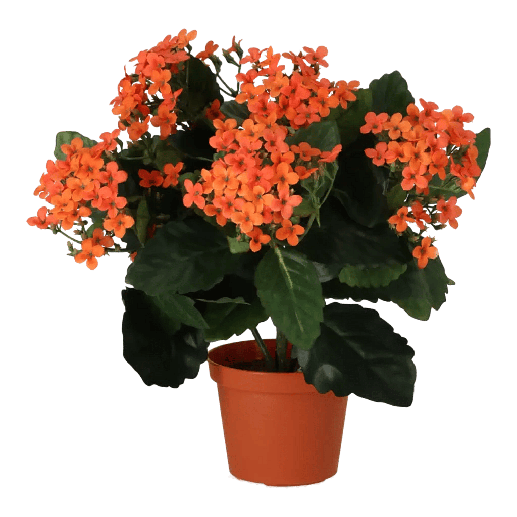Kunstig kalanchoe orange - H: 30 cm.