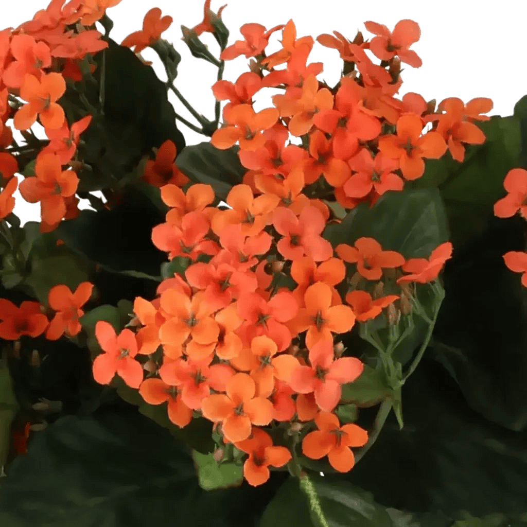 Closeup af Kunstig kalanchoe orange H: 30 cm.