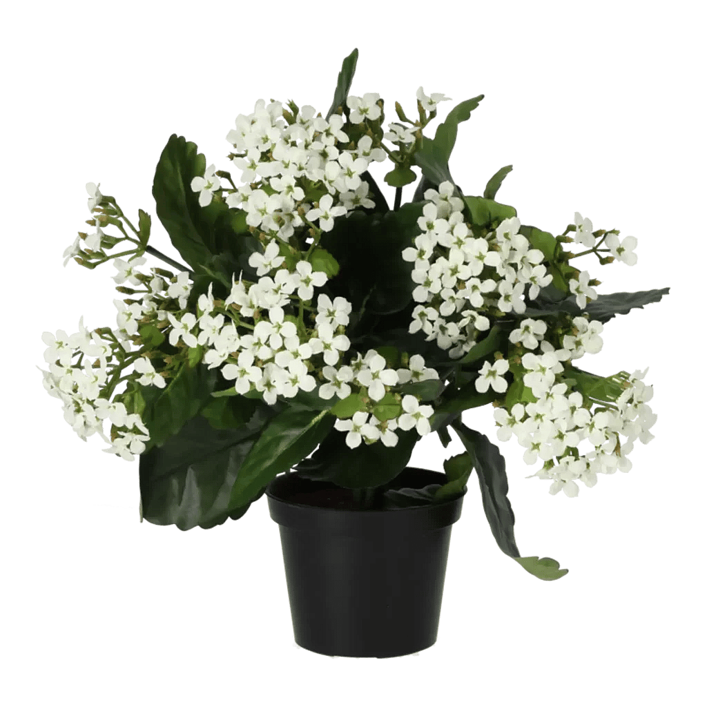 Kunstig Kalanchoe hvid - H: 30 cm.