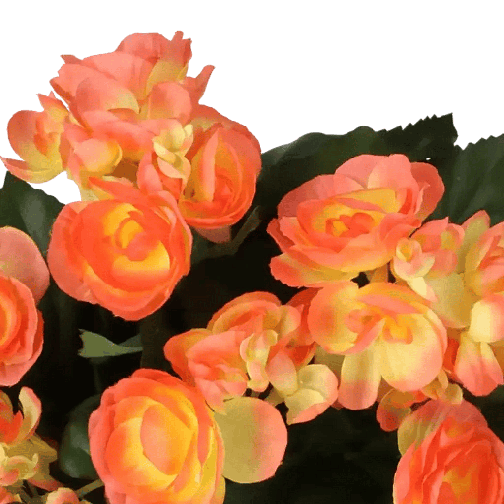 Closeup af Kunstig begonia i mørk orange H: 30 cm.
