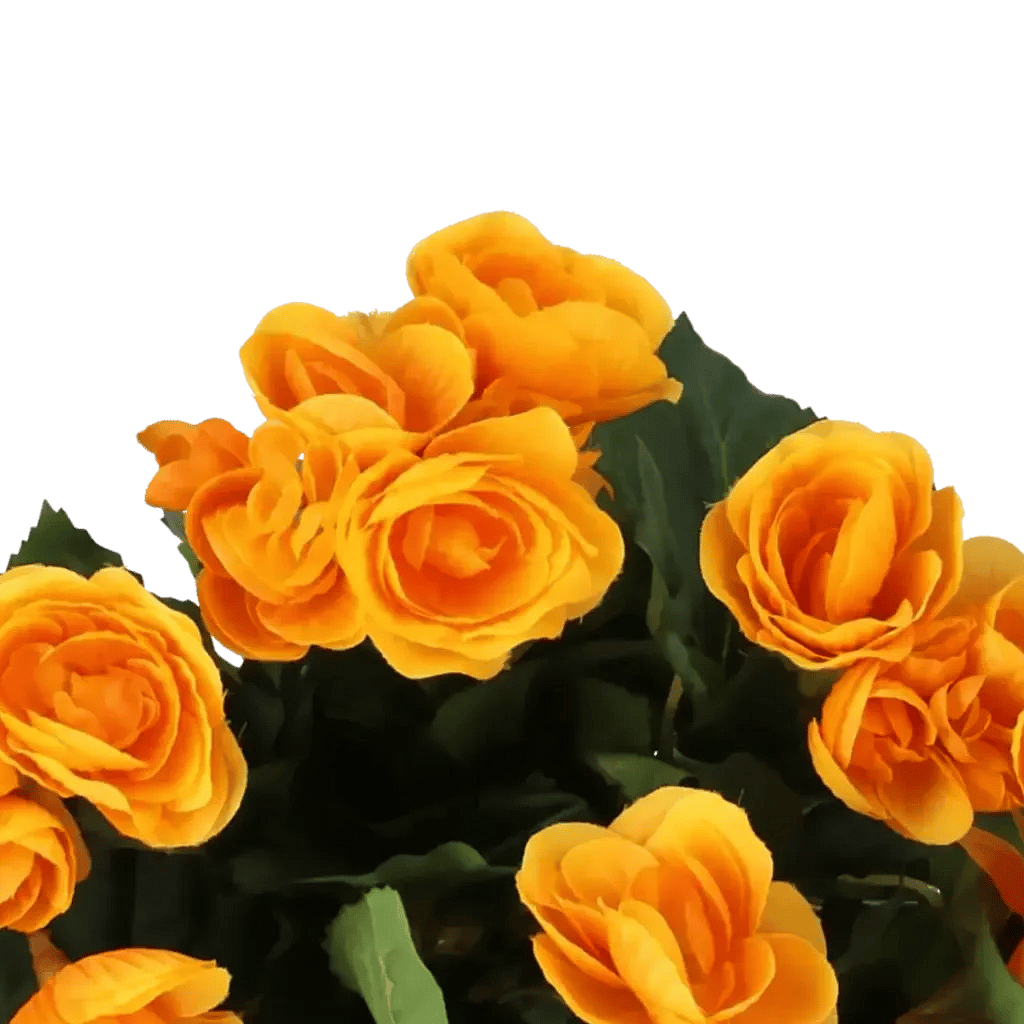 Closeup af Kunstig begonia i orange H: 30 cm.