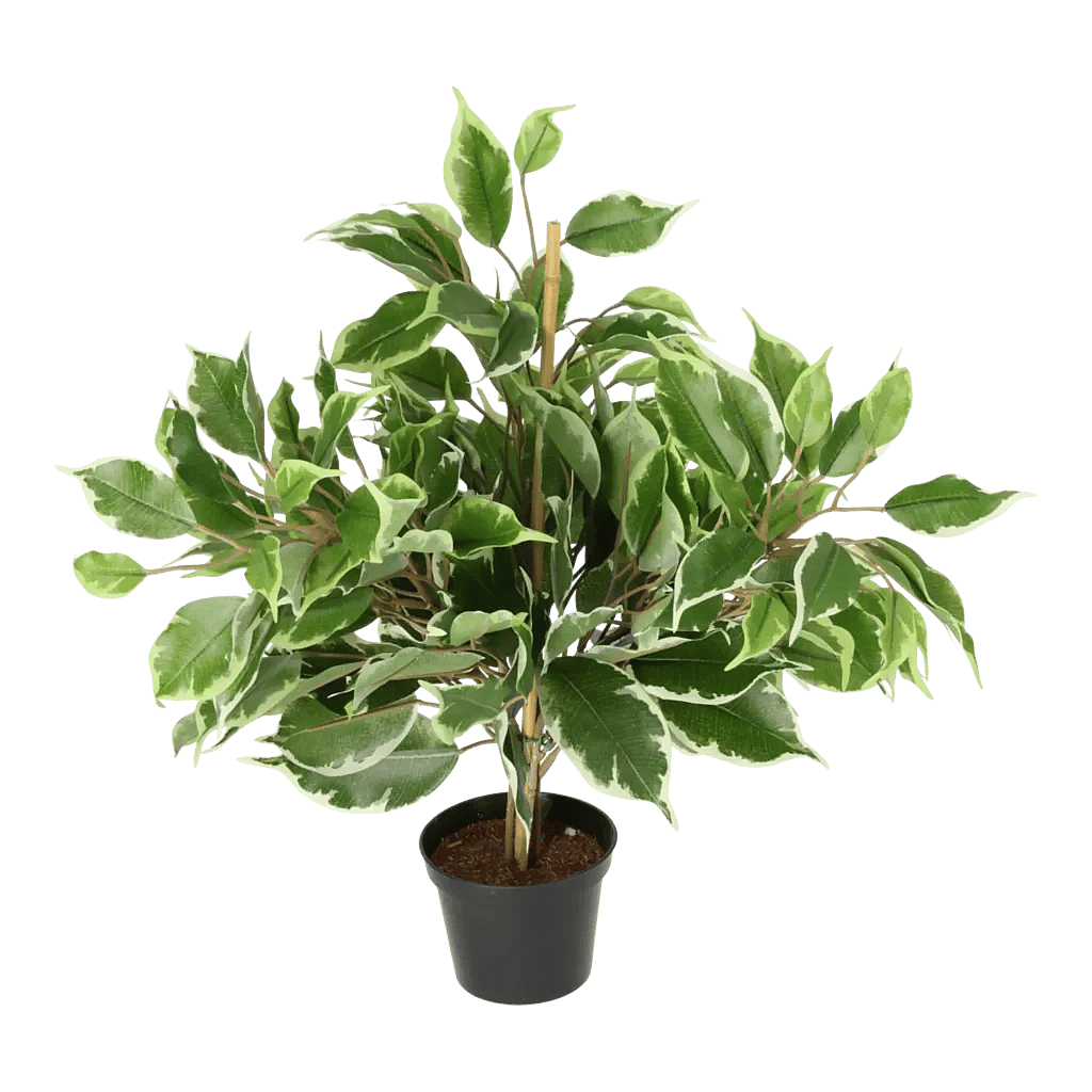 Kunstig Golden Ficus H: 40 cm.