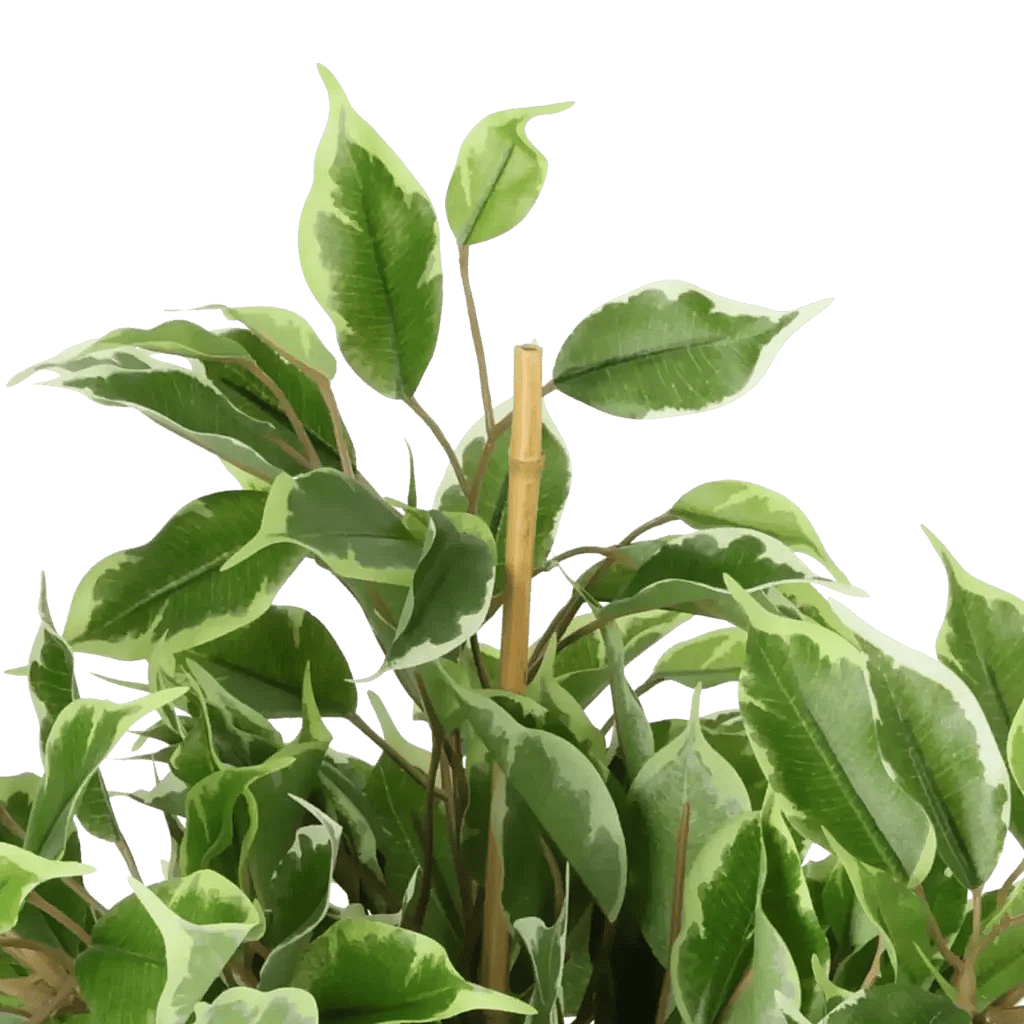 Closeup af Kunstig Golden Ficus H: 40 cm.