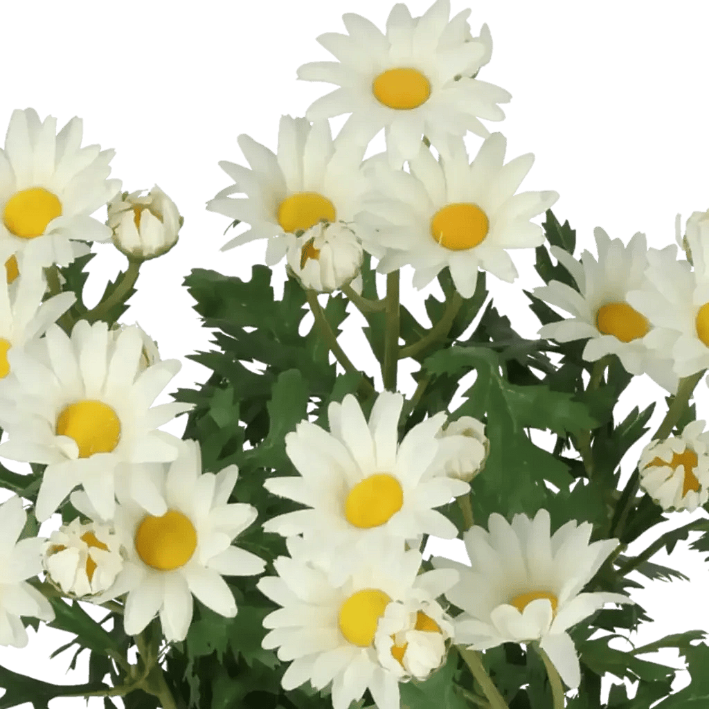 Closeup af Kunstig marguerit hvid H: 35 cm.