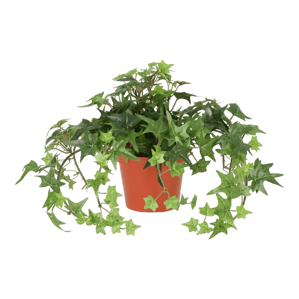 Kunstig Efeu stjerne H: 20 cm.
