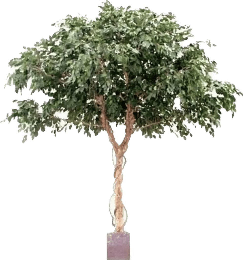 Kunstig Ficus Exotica H: 400 cm.