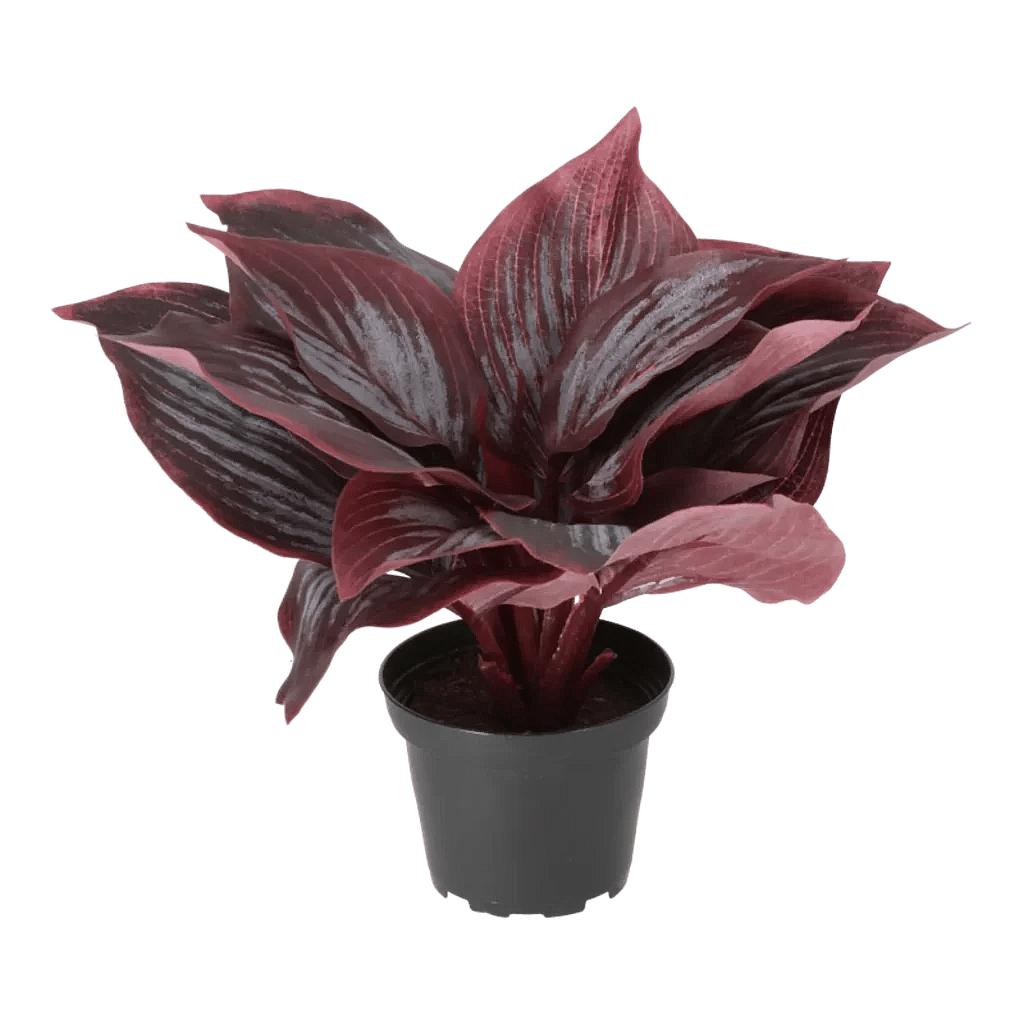 Kunstig Hosta H: 20 cm.