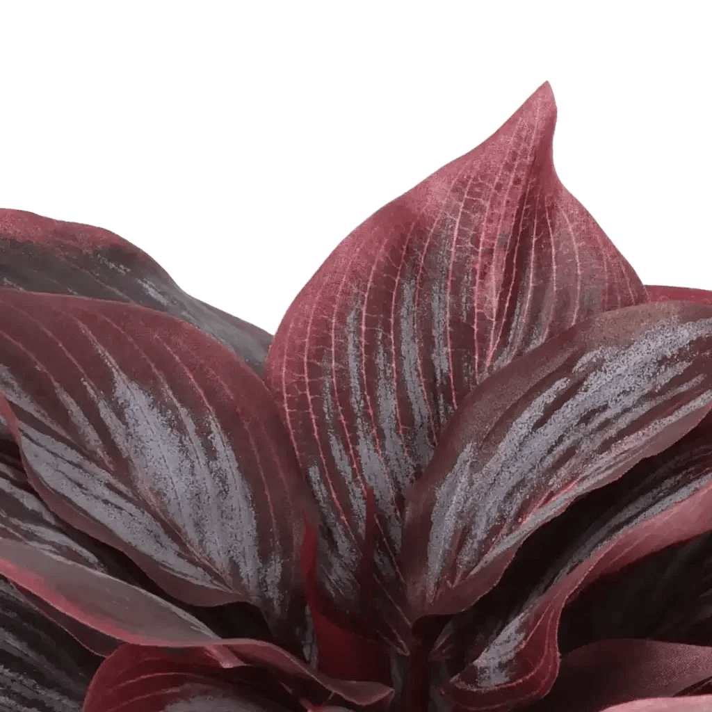 Closeup af Kunstig Hosta H: 20 cm.
