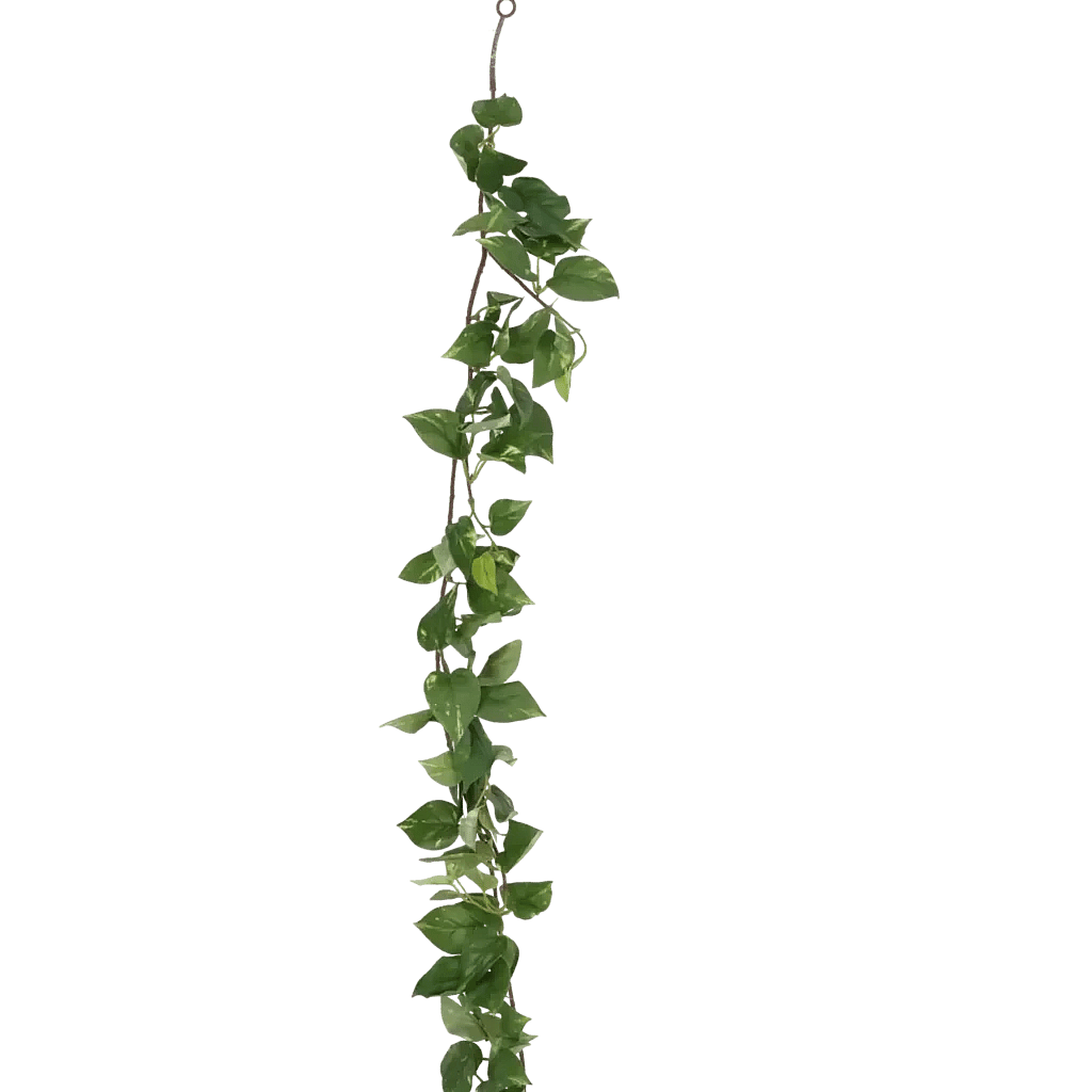 Closeup af Kunstig Pothos ranke L: .