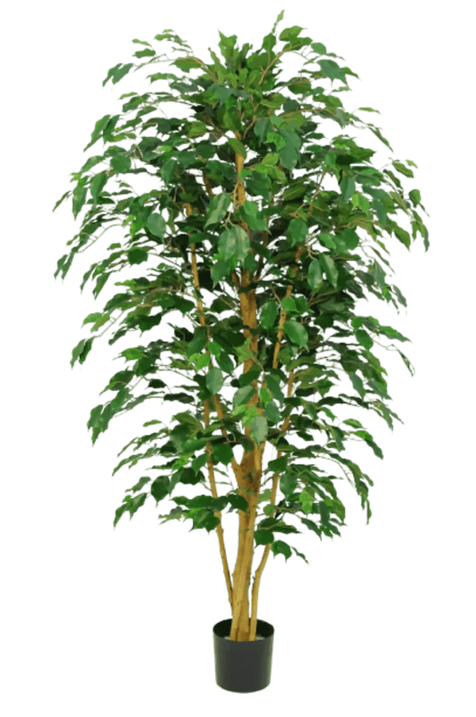 Kunstig Ficus Benjamina H: 170 cm.