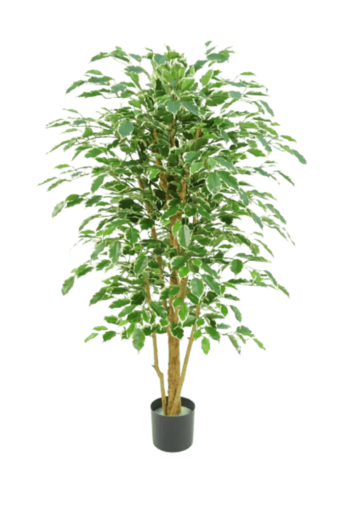 Kunstig Ficus Benjamina golden green H: 200 cm.