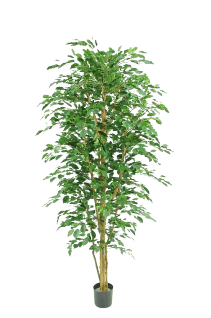 Kunstig Ficus Benjamina H: 230 cm.