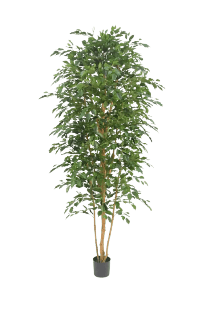 Kunstig Ficus Benjamina H: 260 cm.