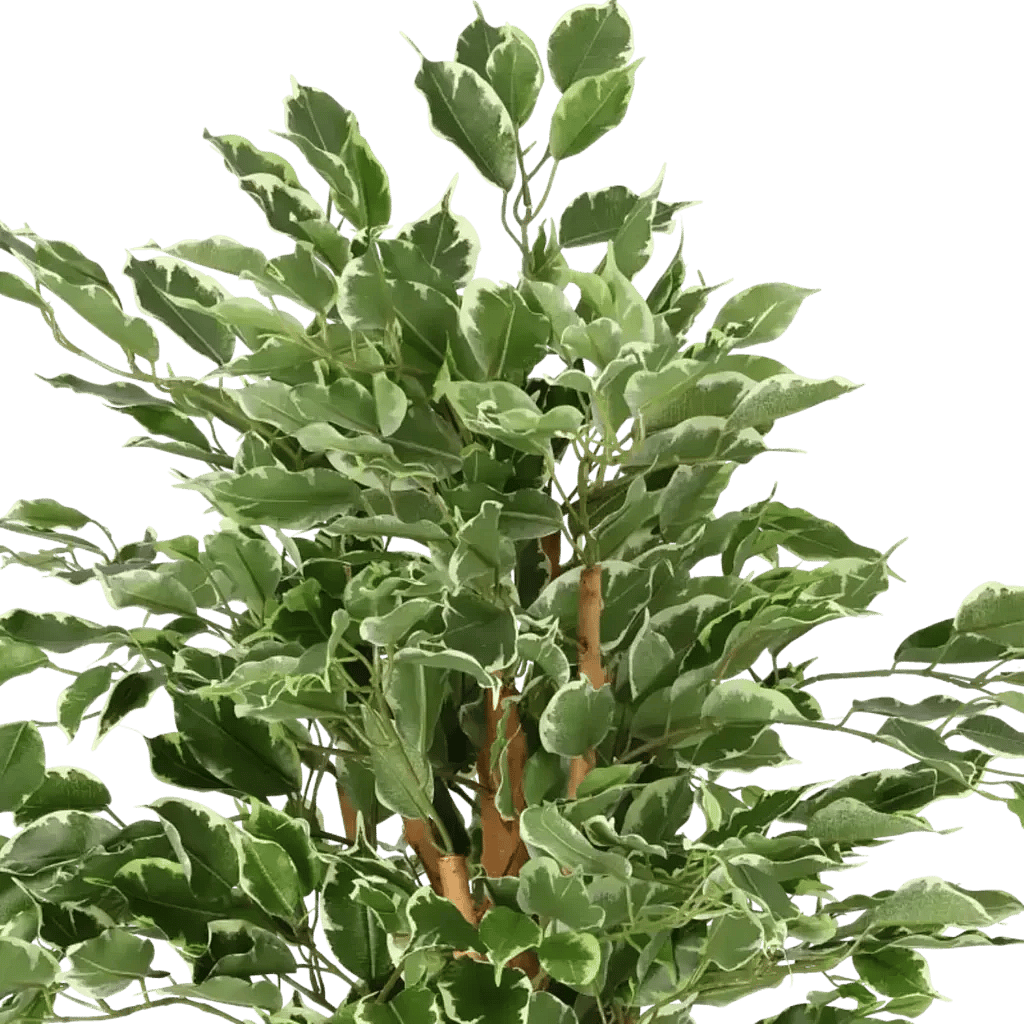 Closeup af Kunstig Ficus Benjamina golden green H: 110 cm.