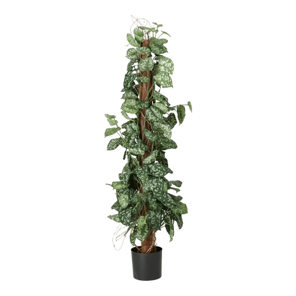 Kunstig Scindapsus H: 130 cm.
