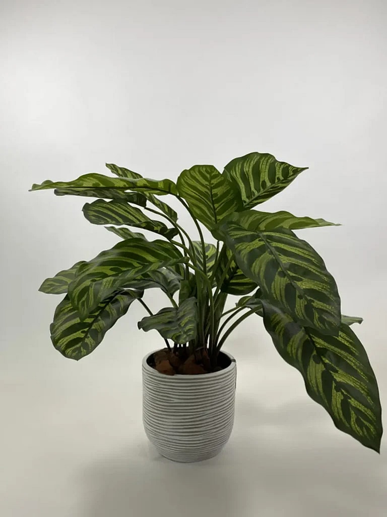 Kunstig calathea makoyana grøn/gul - H: 58 cm.